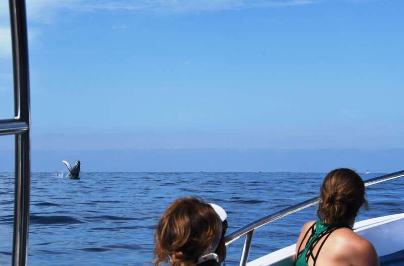 Puerto Vallarta: Humpback Whale Research Adventure Tour - Using the hydrophone: why listening changes the whale-watching game
