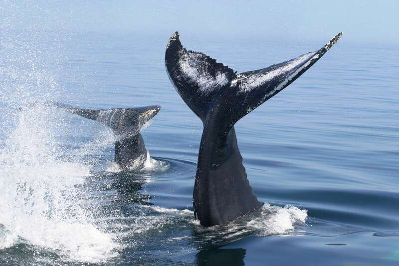 Puerto Vallarta: Humpback Whale Research Adventure Tour - Participating in the whale research project: what your data role really means