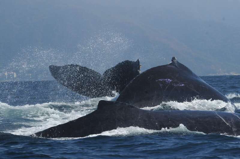 Puerto Vallarta: Humpback Whale Research Adventure Tour - What you might see besides humpbacks in the bay