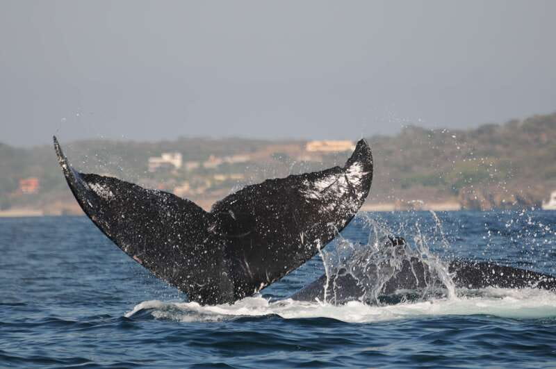 Puerto Vallarta: Humpback Whale Research Adventure Tour - Price and value: is $134 per person worth it?