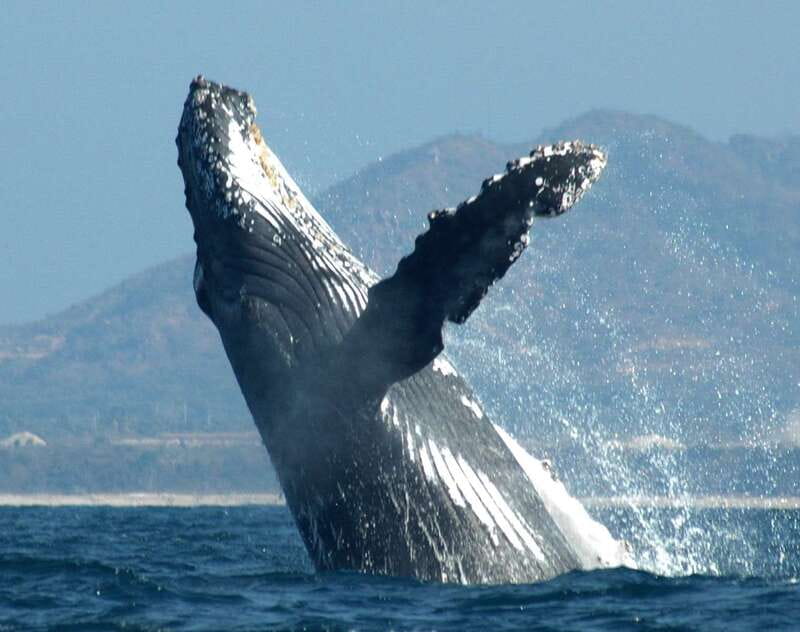 Puerto Vallarta: Humpback Whale Research Adventure Tour - The EcoTours Vallarta office terrace: where your whale spotting starts
