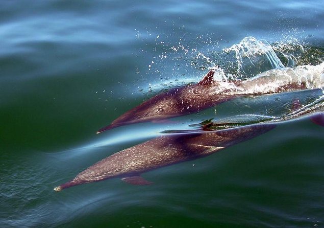 Puerto Vallarta, Luxury Sunset Sailing - Key things that make this sunset sail worth your time