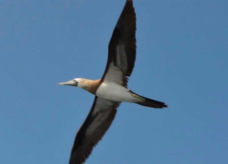 Puerto Vallarta: Marietas Island, Breakfast, Lunch, Open Bar - What to Bring, So You Do Not Waste Time