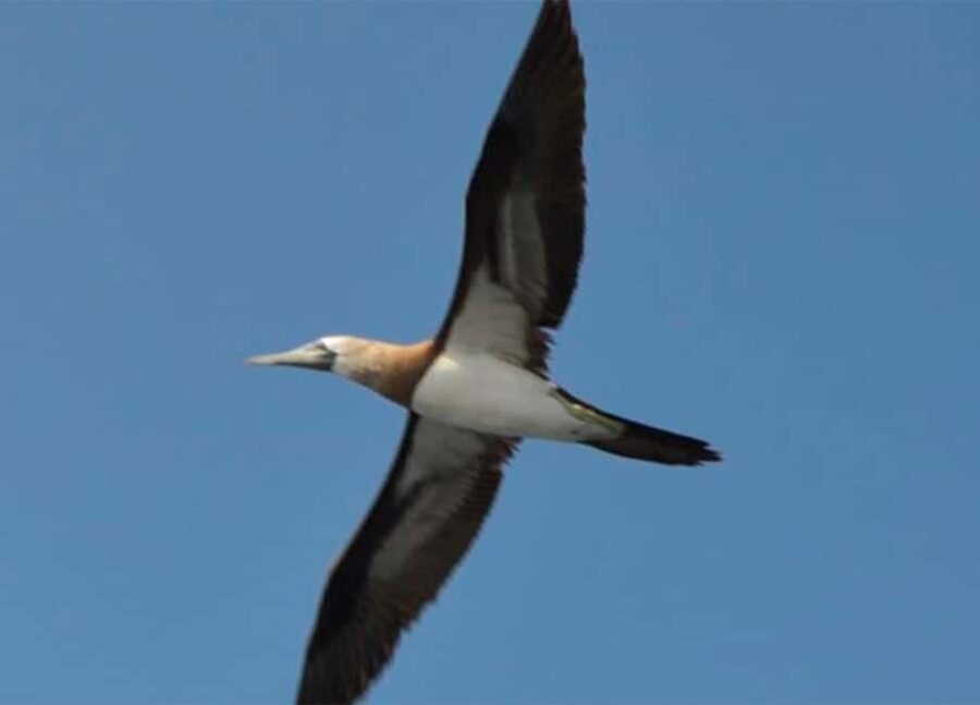 Puerto Vallarta: Marietas Island, Breakfast, Lunch, Open Bar - Open Bar, Hot Lunch on the Boat, and the Return-Trip Party