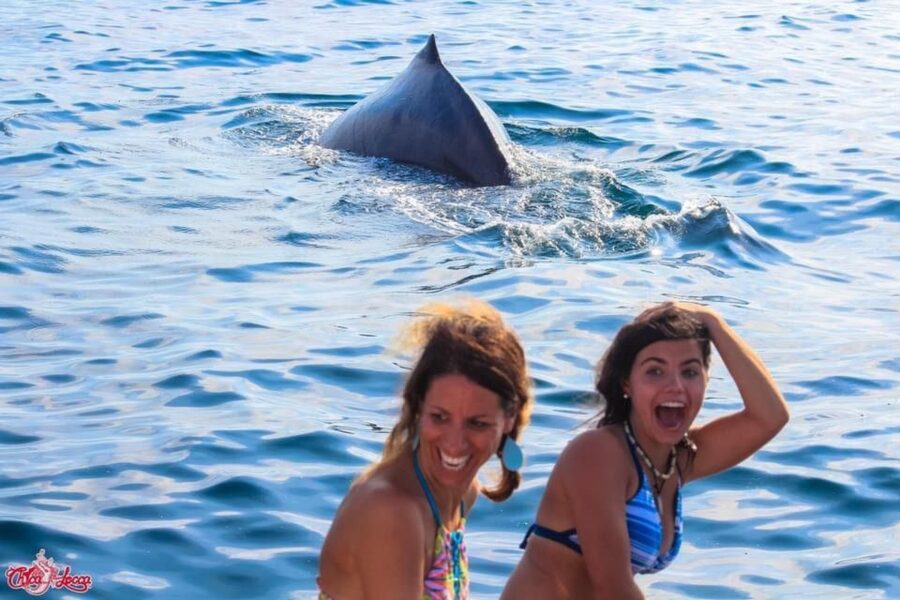 Puerto Vallarta: Mega Yacht Whale Watching Sunset Cruise - Who This 3-Hour Puerto Vallarta Cruise Fits Best