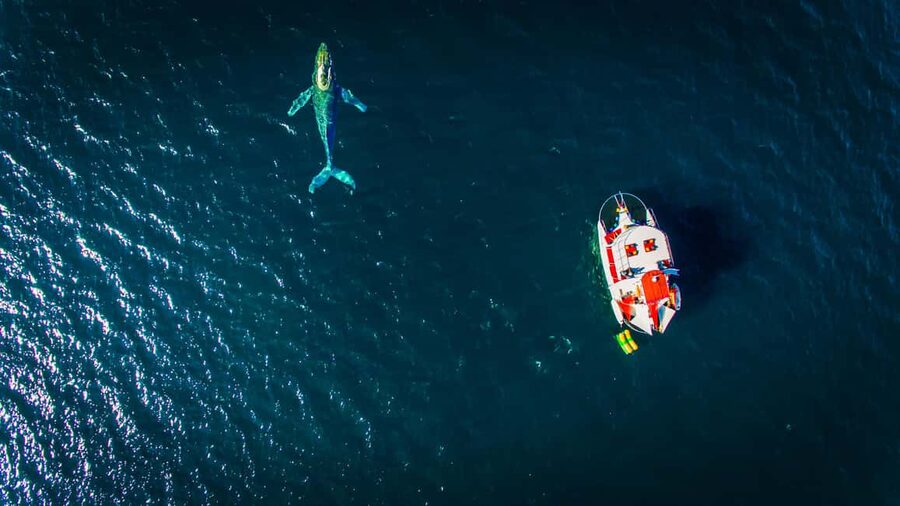 Puerto Vallarta: Mega Yacht Whale Watching Sunset Cruise - Should You Book Sunset and Whales on a Mega Yacht?