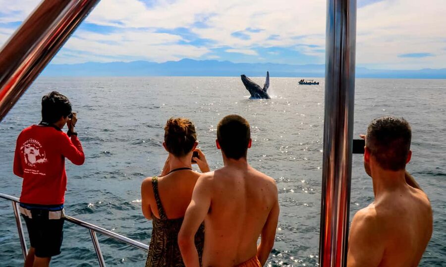 Puerto Vallarta: Mega Yacht Whale Watching Sunset Cruise - Cruising the Bay of Banderas, Drinks First, Whales Later