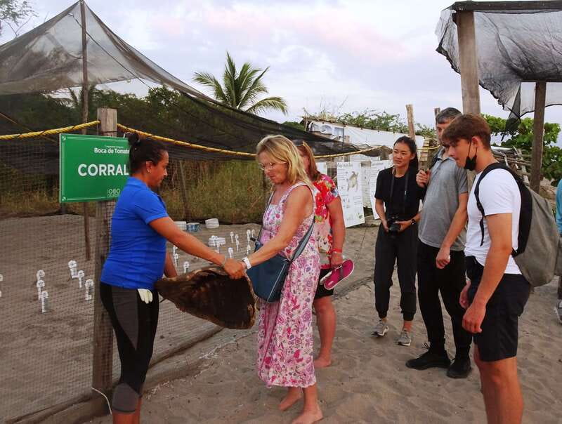 Puerto Vallarta: Sea turtle release at Sunset - Key highlights worth marking on your map