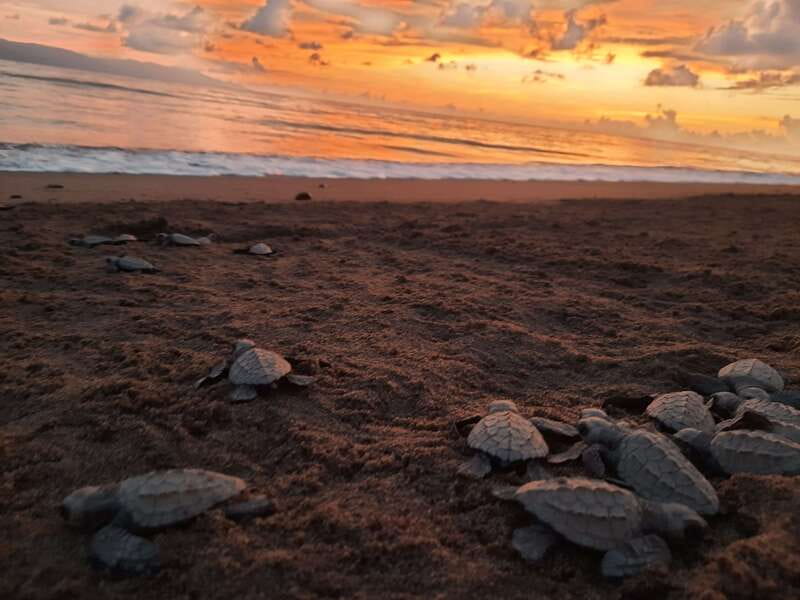 Puerto Vallarta: Sea turtle release at Sunset - The marine biologist talk: what you actually learn before the release