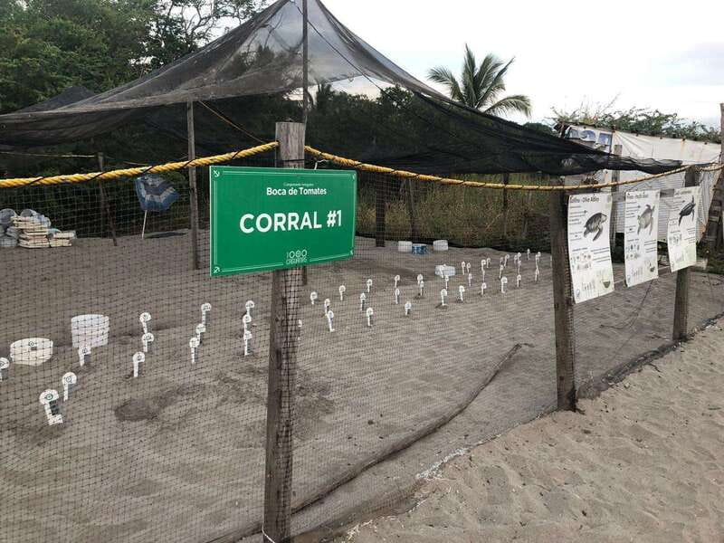 Puerto Vallarta: Sea turtle release at Sunset - What you might see besides turtles, and why it varies