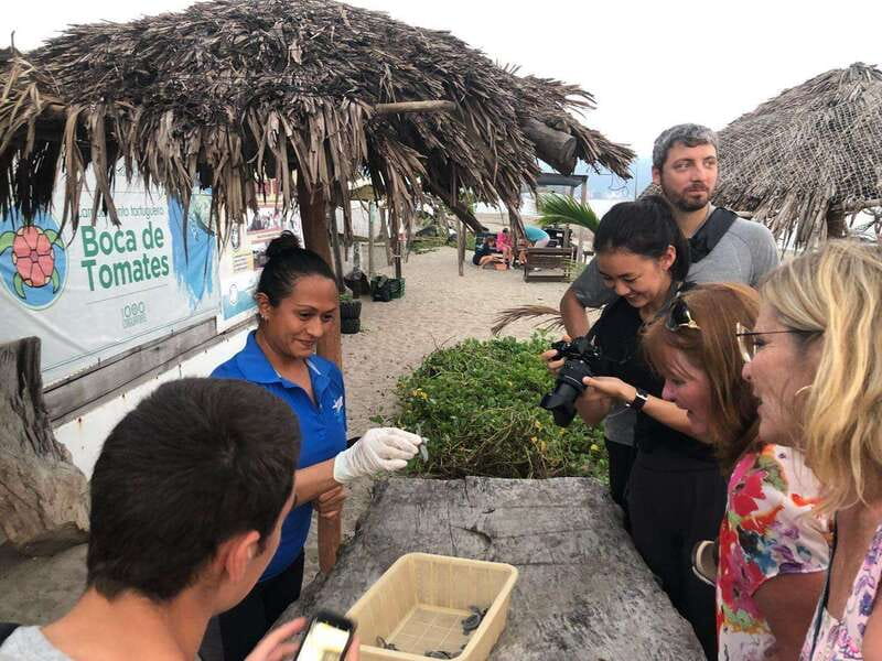 Puerto Vallarta: Sea turtle release at Sunset - Price and value: what $87 includes, and what that buys you