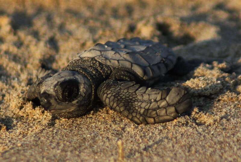 Puerto Vallarta: Sea turtle release at Sunset - What to bring for a comfortable sunset, not a sweaty scramble
