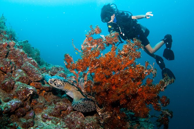 Puerto Vallarta Undersea Private Scuba Diving - How to make the most of Marietas and Los Arcos (without overthinking it)