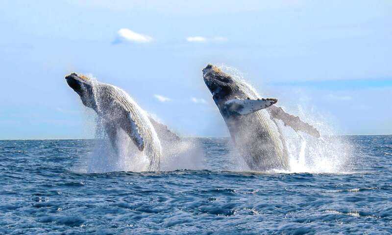 Puerto Vallarta: Whale Watching Photo Safari - Whale Watching Photo Safari in Puerto Vallarta, The Real Hook