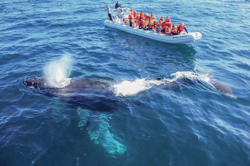 Puerto Vallarta: Whale Watching Photo Safari - Key Points Worth Knowing Before You Go