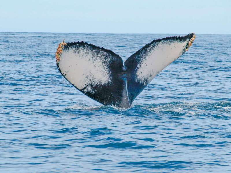 Puerto Vallarta: Whale Watching Photo Safari - Guides and Whale Behavior: What You Should Expect to Learn
