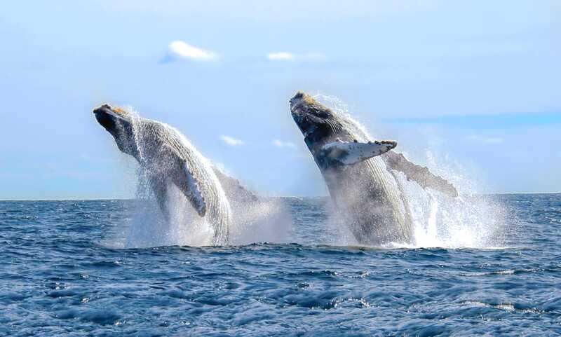 Puerto Vallarta: Whale Watching Photo Safari - What’s Included, What Isn’t, and How to Avoid Budget Surprises