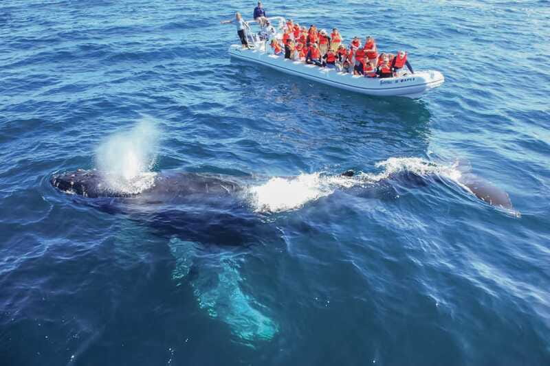 Puerto Vallarta: Whale Watching Photo Safari - Safety Rules in Plain Language: Who Should Skip This One