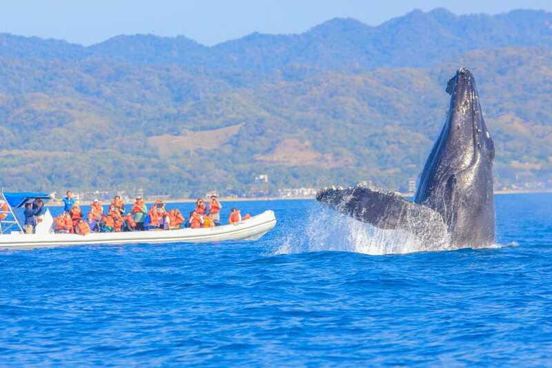 Puerto Vallarta: Whale Watching Photo Safari - When Whale Watching Goes Off Script: Plan for Flexibility