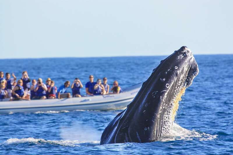 Puerto Vallarta: Whale Watching Photo Safari - Where This Tour Fits Best in Your Puerto Vallarta Trip