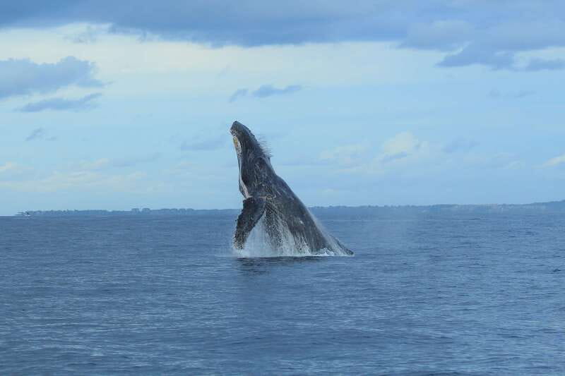Puerto Vallarta: Whale Watching Photo Safari - Hitting Bahía de Banderas: A 3-Hour Whale-Spotting Plan That Stays Focused