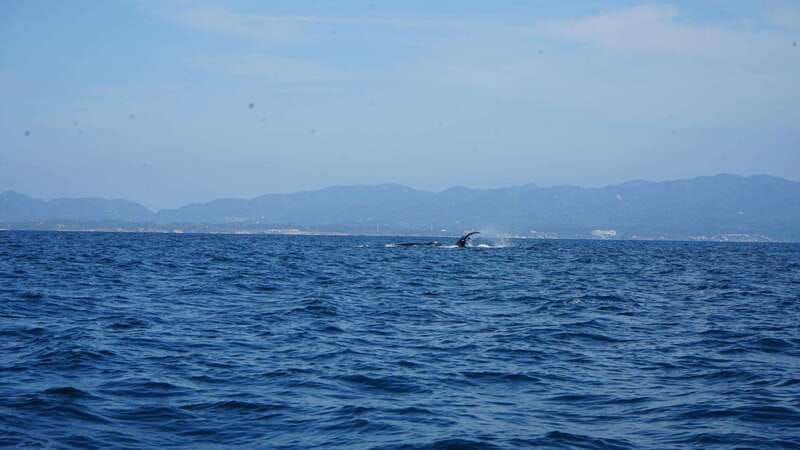 Puerto Vallarta: Whale Watching with Guide - Key things I’d clock before you go