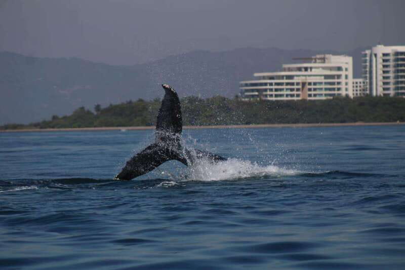 Puerto Vallarta: Whale Watching with Guide - FAQ