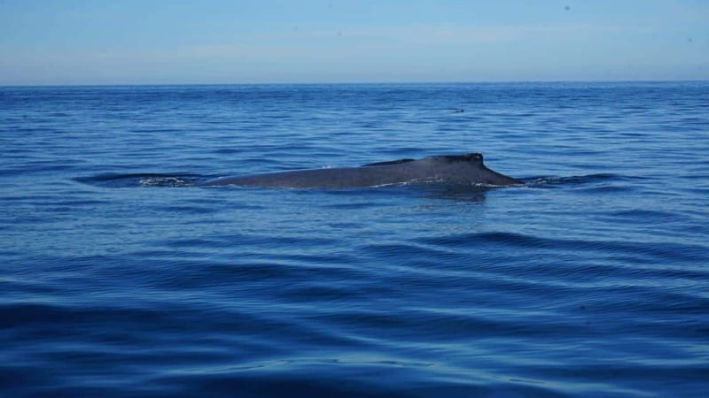 Puerto Vallarta: Whale Watching with Guide - La Ventana humpbacks: why this Puerto Vallarta whale trip feels special