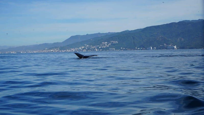 Puerto Vallarta: Whale Watching with Guide - 3 hours on the water: what actually happens during the whale search