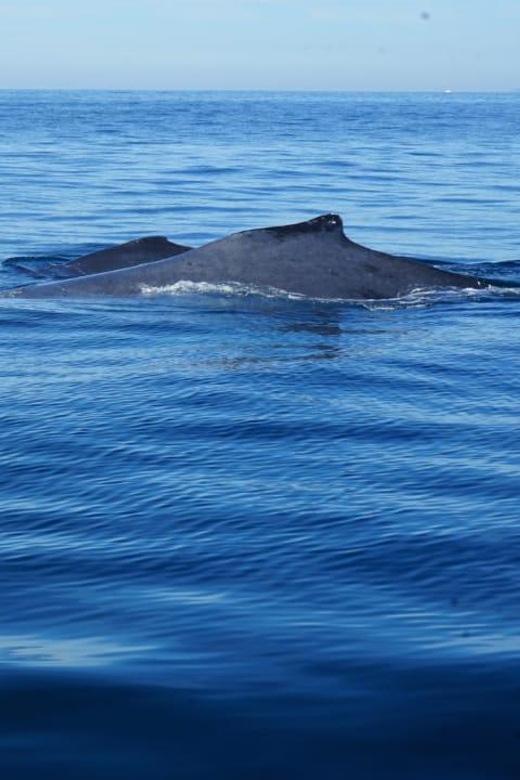 Puerto Vallarta: Whale Watching with Guide - Boat comfort and visibility: small craft realities