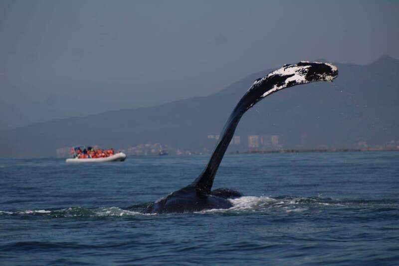 Puerto Vallarta: Whale Watching with Guide - English and Spanish on board: what to expect from the guide