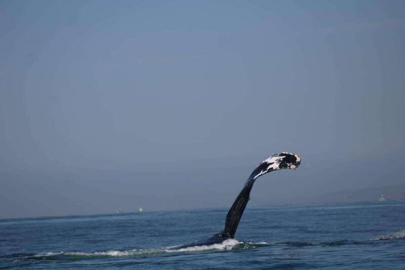 Puerto Vallarta: Whale Watching with Guide - Cost and value: $45 plus port tax and parking