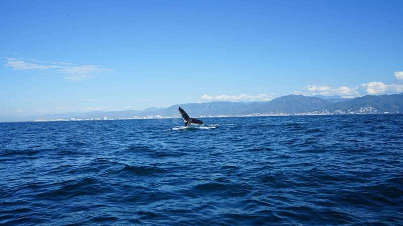 Puerto Vallarta: Whale Watching with Guide - Who should book this humpback whale tour in La Ventana
