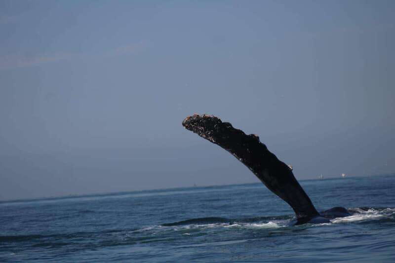 Puerto Vallarta: Whale Watching with Guide - Should you book this guided whale-watching tour in La Ventana?