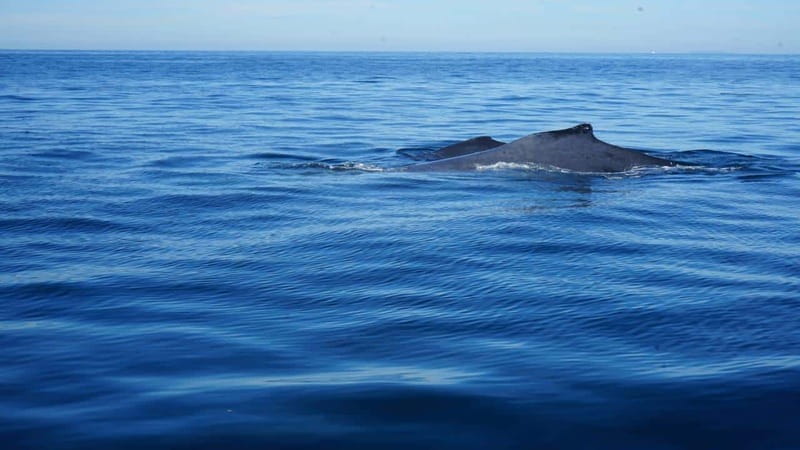 Puerto Vallarta: Whale Watching with Guide - Check-in with Jacqueline de Viento Negro tours, then straight to the boat