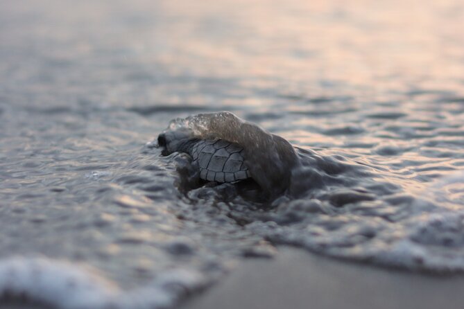 Release of Sea Turtles in Camp Tortuguero - Key takeaways before you go