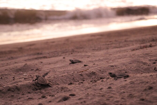 Release of Sea Turtles in Camp Tortuguero - How the sea turtle release day fits into about two hours