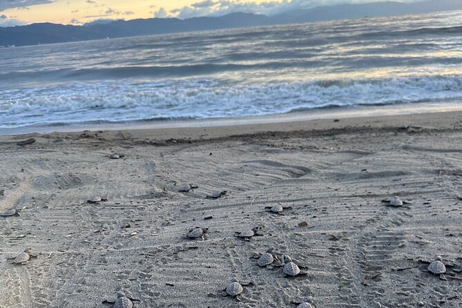 Release of Sea Turtles in Camp Tortuguero - Release time: how the baby turtle moment works on the beach