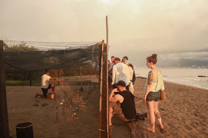 Release of Sea Turtles in Camp Tortuguero - Meeting at Vallarta BioNature Tours, then heading to Camp Tortuguero