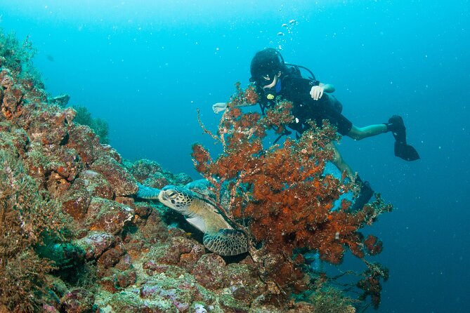 Scuba Diving Puerto Vallarta Undersea Arcos or Marietas - Price and logistics: what the $125 really buys