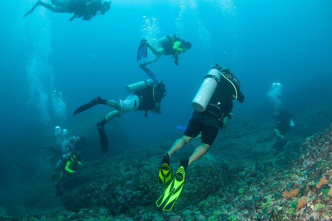 Scuba Diving Puerto Vallarta Undersea Arcos or Marietas - Wildlife sightings: planning around winter, not just hoping for luck