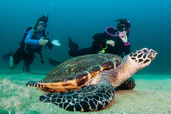 Scuba Diving Puerto Vallarta Undersea Arcos or Marietas - What’s included, what’s not, and how to avoid surprise costs