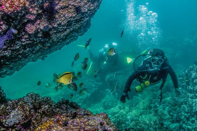 Scuba Diving with a 5-Star PADI Center in Puerto Vallarta - Who this scuba tour is best for