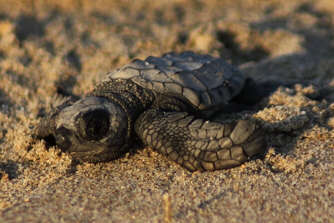 Sea Turtle Release – A Puerto Vallarta Conservation Adventure - Key points before you go
