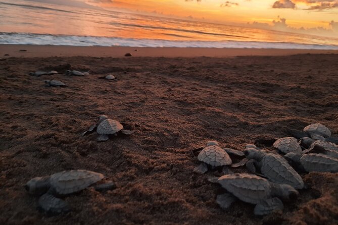 Sea Turtle Release – A Puerto Vallarta Conservation Adventure - Getting started at Ecotours Vallarta: check-in and the first talk