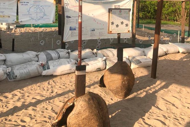 Sea Turtle Release – A Puerto Vallarta Conservation Adventure - Sea Turtle Camp: nest monitoring and hatchling care