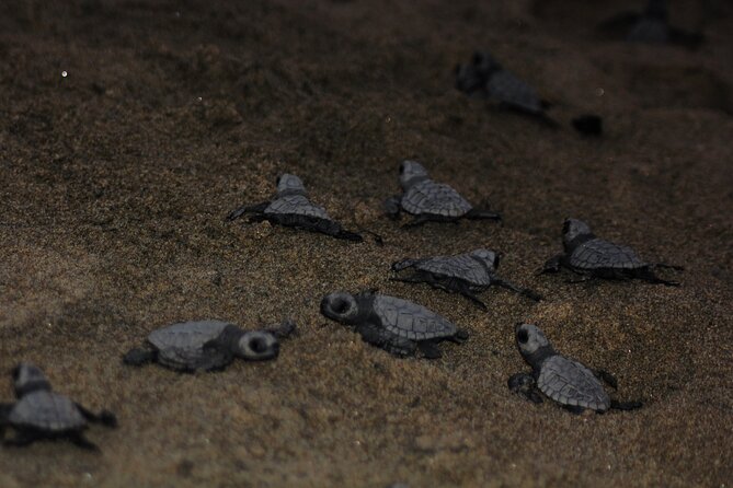 Sea Turtle Release – A Puerto Vallarta Conservation Adventure - Included perks, and what you need to bring yourself