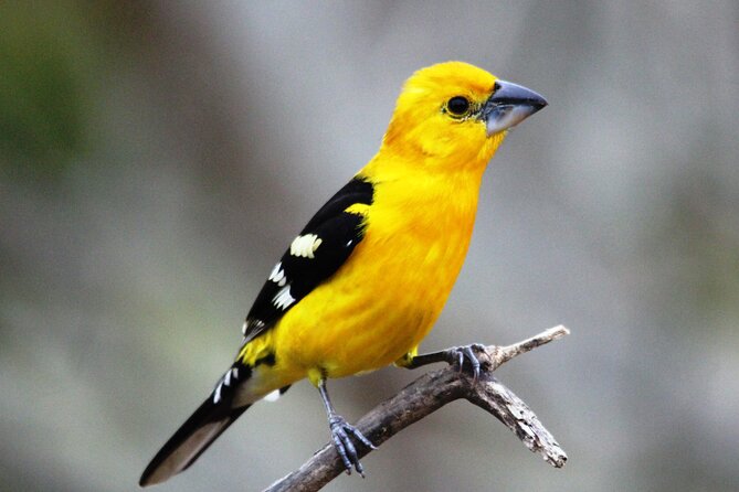 SIerra Madre Highland bird and Tuito - Sierra Madre Birding With A Small Group, Early And Intentional