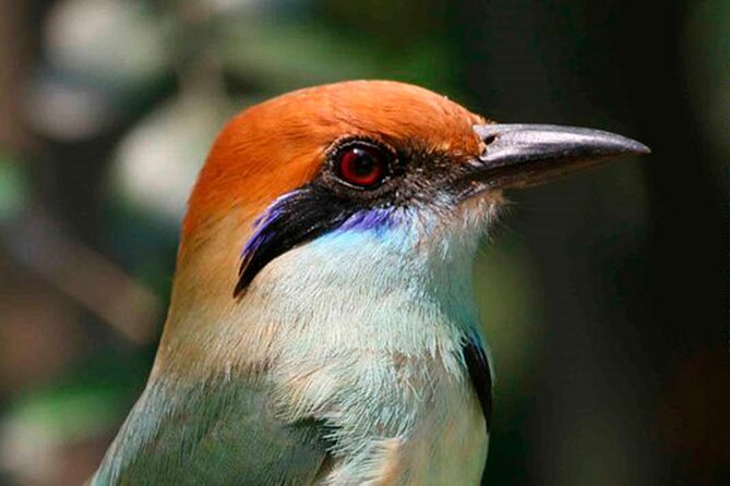 SIerra Madre Highland bird and Tuito - Gear And Technique Tips: Telescopes, Binoculars, And Telephoto Wins