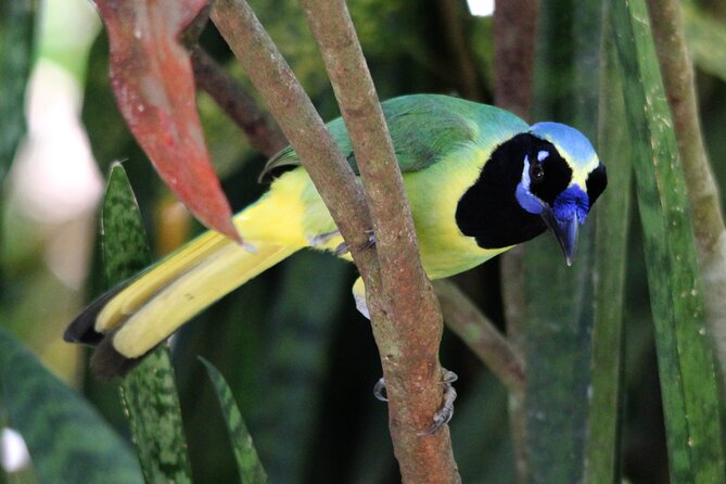 SIerra Madre Highland bird and Tuito - What Makes The Guides Special, Cynthia And Michael Included